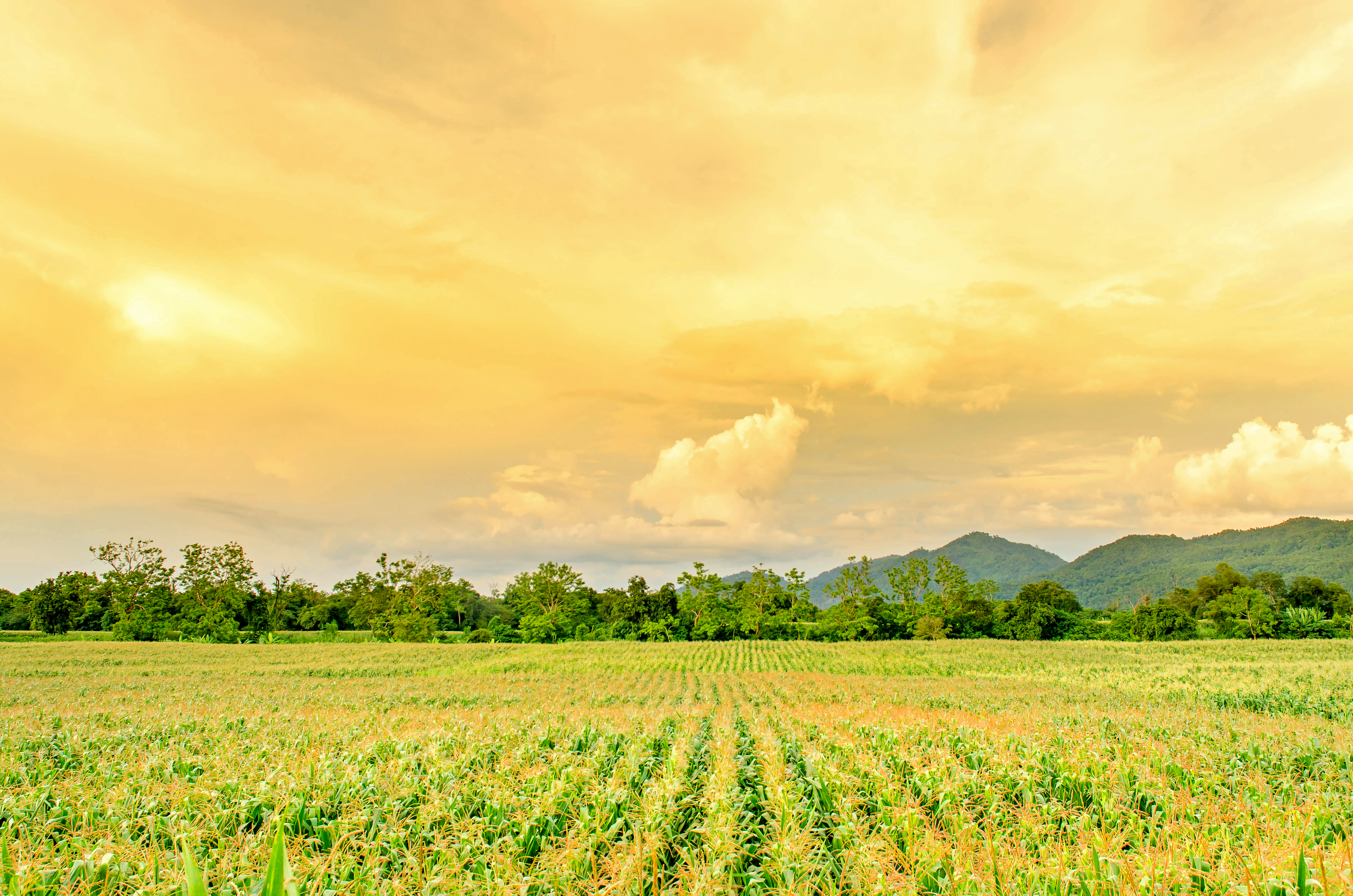 Soil Management and Fertility: Complete Guide for Small Farms